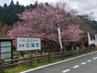 三滝堂ふれあい公園の桜