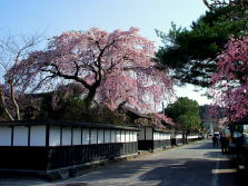 武家屋敷・登米の写真