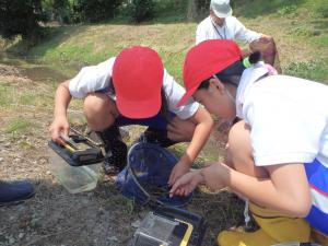 横山小生き物調査2