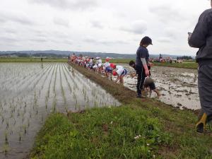 田植えが終了した状況の写真