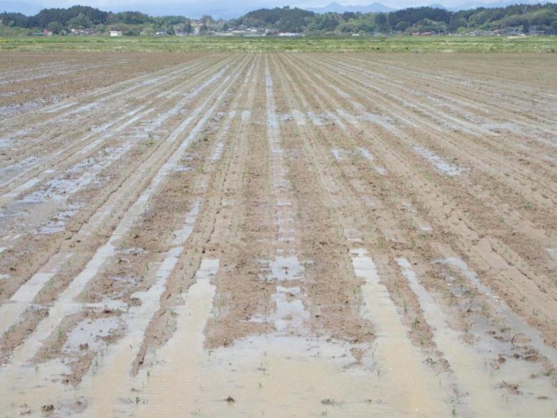 田植え後の状態（無代かき田植え）の写真