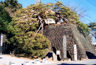 寺池城跡の松