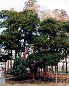 赤城神社のオンコ