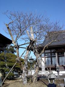 長源寺のサルスベリ