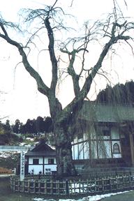 昌学寺の不老桜