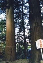 興福寺の杉1