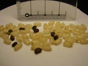 クサネム種子の玄米への混入