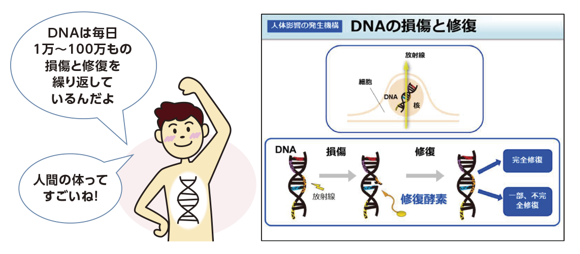 損傷と修復