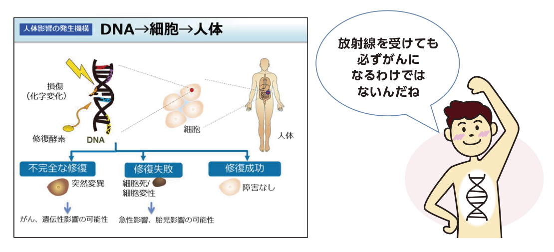 DNA修復