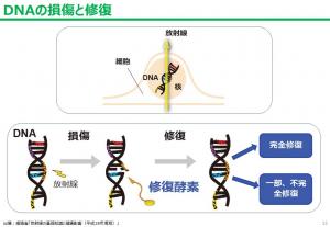 DNAの損傷と修復の図