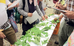 山野草・山菜観察会の写真