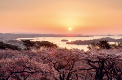 西行戻しの松公園の桜の写真