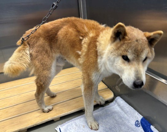 放浪犬1