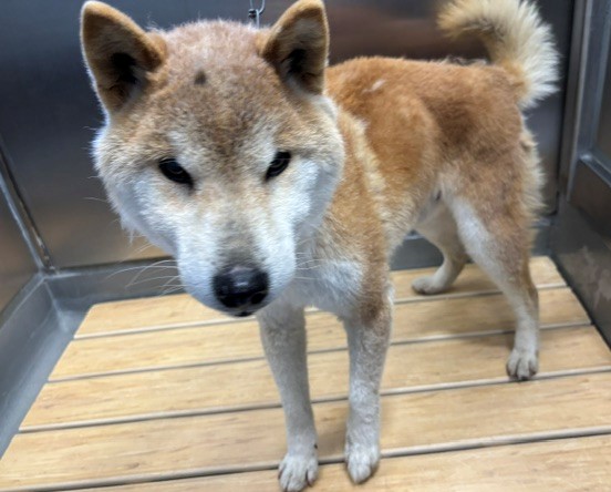 放浪犬2