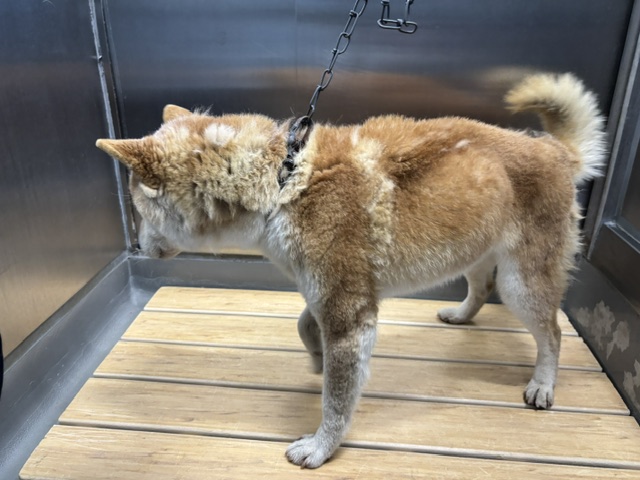 放浪犬3