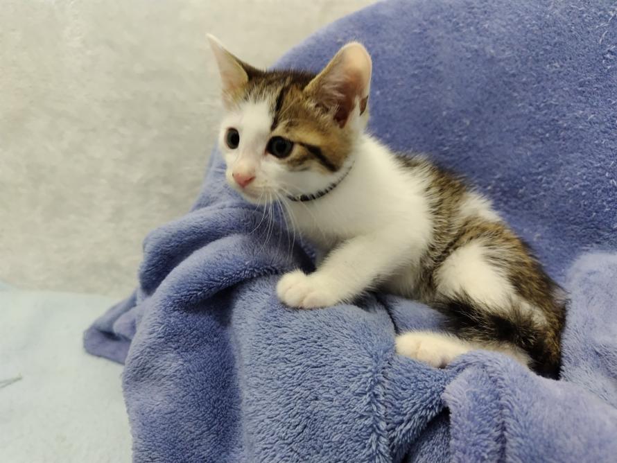 キジ白子猫オス2か月齢2