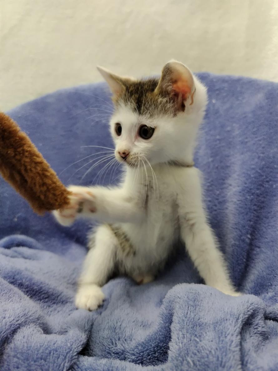 キジ白子猫オス2か月齢1