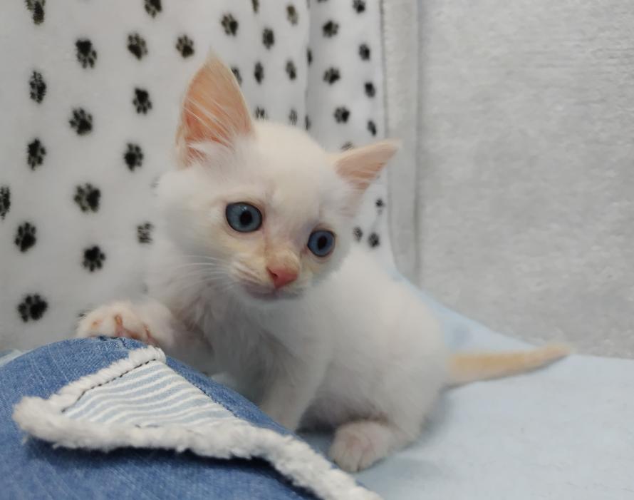 子猫白オス1.5ヶ月齢前後