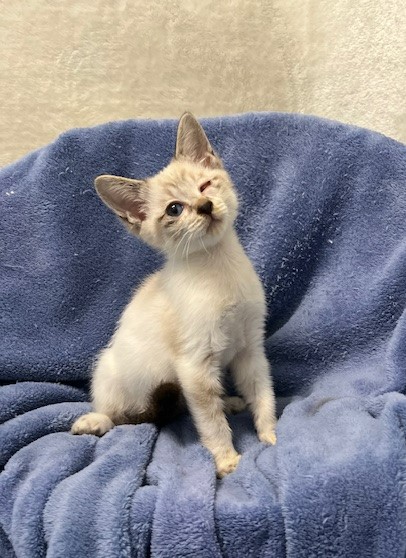 グレー白子猫オス3か月齢2