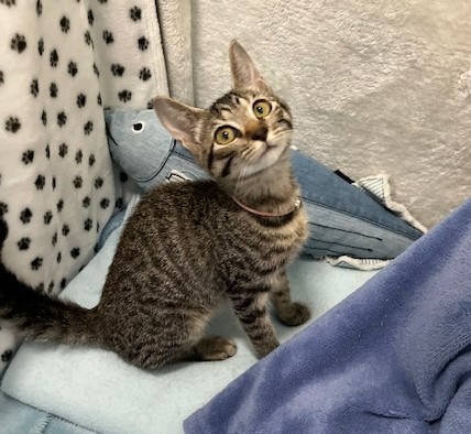 キジトラ子猫メス3か月齢ようちゃん