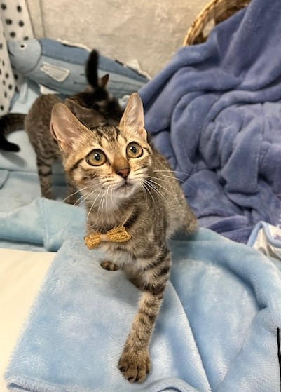 キジトラ子猫メス3か月齢えいちゃん