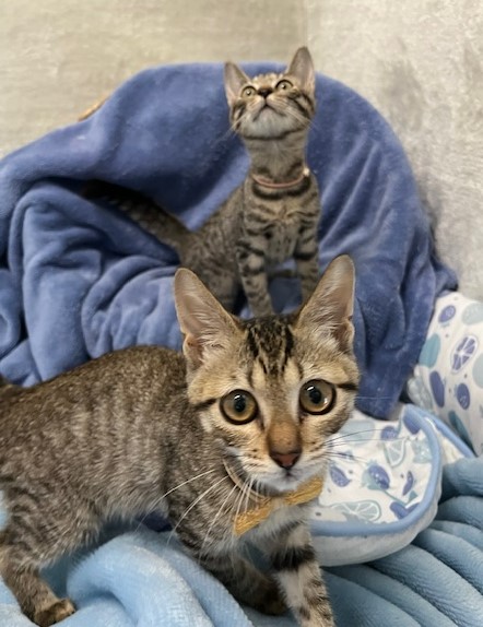 キジトラ子猫メス3か月齢えいちゃんようちゃん1