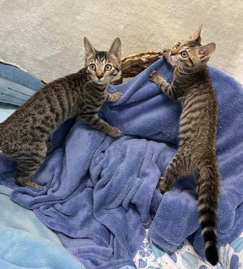 キジトラ子猫メス3か月齢えいちゃんようちゃん2