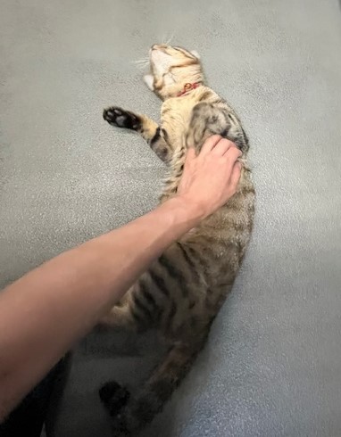 キジトラ4歳メス猫キキちゃん3