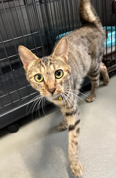 キジトラ4歳メス猫キキちゃん1