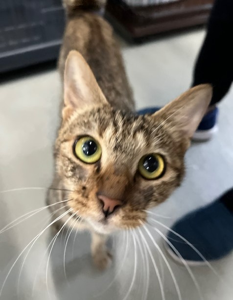 キジトラ4歳メス猫キキちゃん2