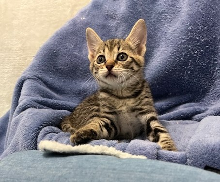 キジトラ子猫メス1か月齢パクちゃん1