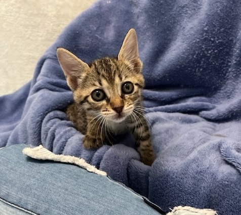 キジトラ子猫メス1か月齢パクちゃん3