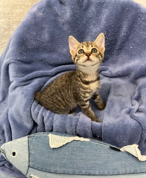 キジトラ子猫メス1か月齢パクちゃん2