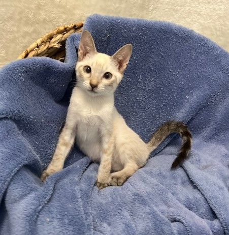 シャム系子猫オスハッシーくん1