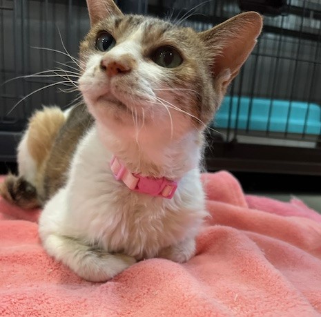 しま三毛10歳メス猫さくらちゃん1