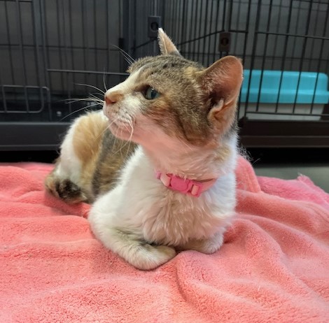 しま三毛10歳メス猫さくらちゃん2