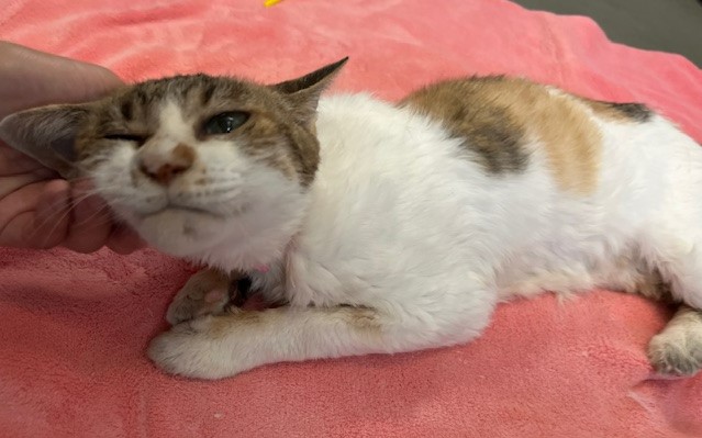 しま三毛10歳メス猫さくらちゃん3
