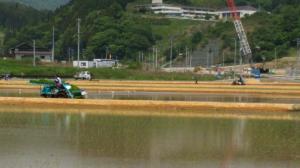 廻館工区・田植えの様子(その2)