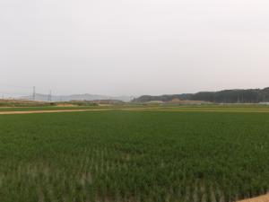 廻館工区作付後の状況（※6月28日撮影）。稲の苗が青々と順調に成長しています。