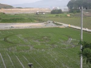 6月28日撮影「オクトパス君」。稲の成長に伴い、田んぼアートの輪郭もはっきりとしてきました。