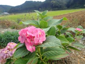 西戸川の美化活動で植えられたあじさい