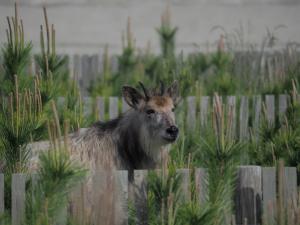 大谷海岸に現れたカモシカ