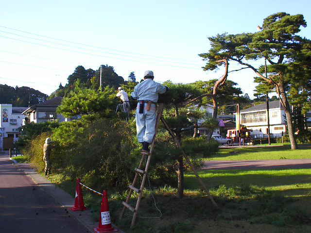 剪定活動状況の写真