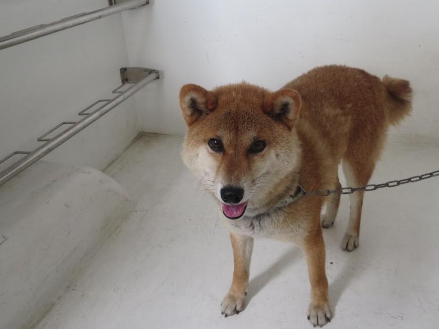 inu1