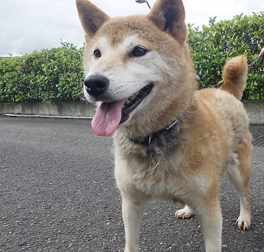 梅ちゃん
