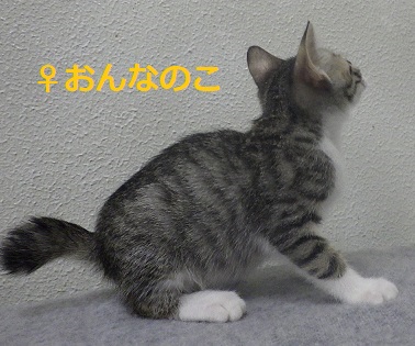 キジメス