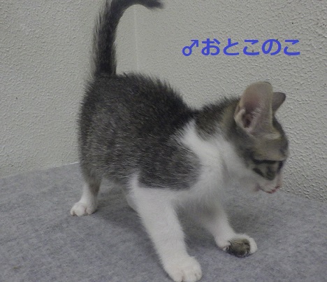 キジオス