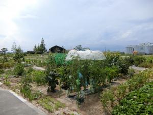 仙台市市民農園（せんだい農業園芸センター）風景1