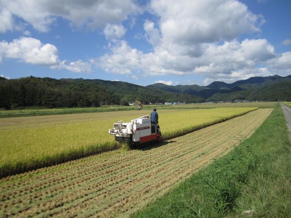 復旧農地での水稲収穫状況