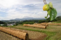 小泉鎌研沢から見た蔵王の写真です